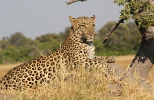 African_Leopard_Wiki