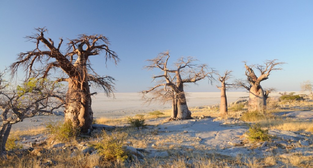 Baobabs-Botswana-Wiki