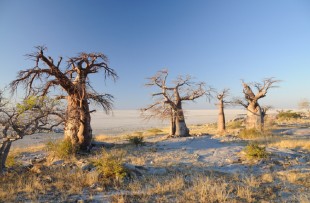 Baobabs-Botswana-Wiki
