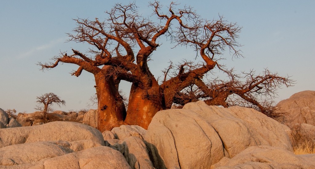 Botswana-Baobab-Pixabay