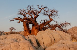 Botswana-Baobab-Pixabay
