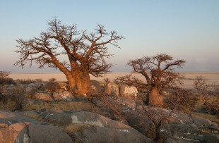 Botswana-Baobabs-Pixabay