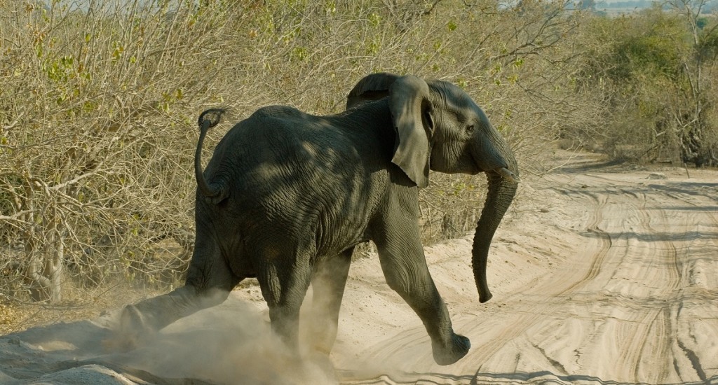 Elephant-Walking-Botswana