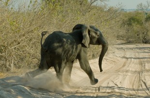 Elephant-Walking-Botswana