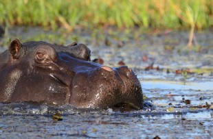 Hippo-Okavango-Wiki