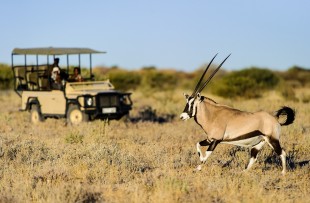 Kalahari-Gane-Drive-Wetu