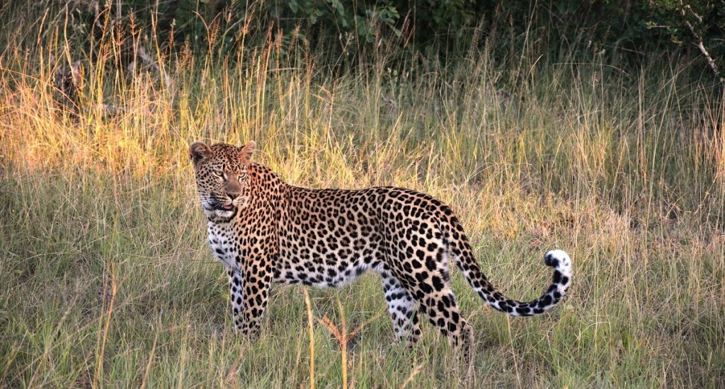 Leopard-Botswana-Pixabay