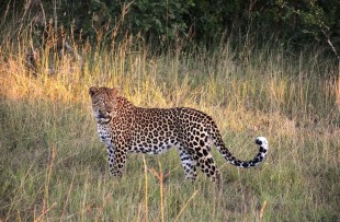 Leopard-Botswana-Pixabay