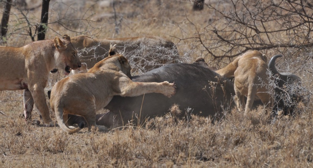 Lion-Buffalo-Botswana-wiki