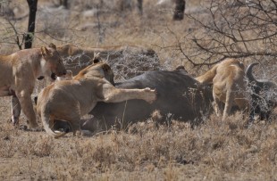 Lion-Buffalo-Botswana-wiki