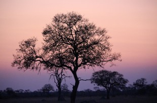 Night-Sky-Africa-Pixaba