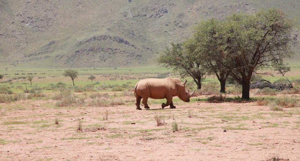 Rhino-Tracking-Botswana