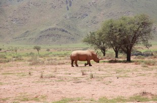 Rhino-Tracking-Botswana