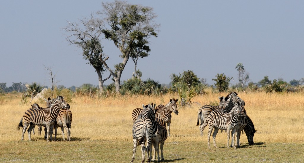 Zebra-Botswana-Pixabay