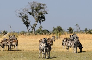 Zebra-Botswana-Pixabay