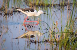 bird-linyanti-wiki