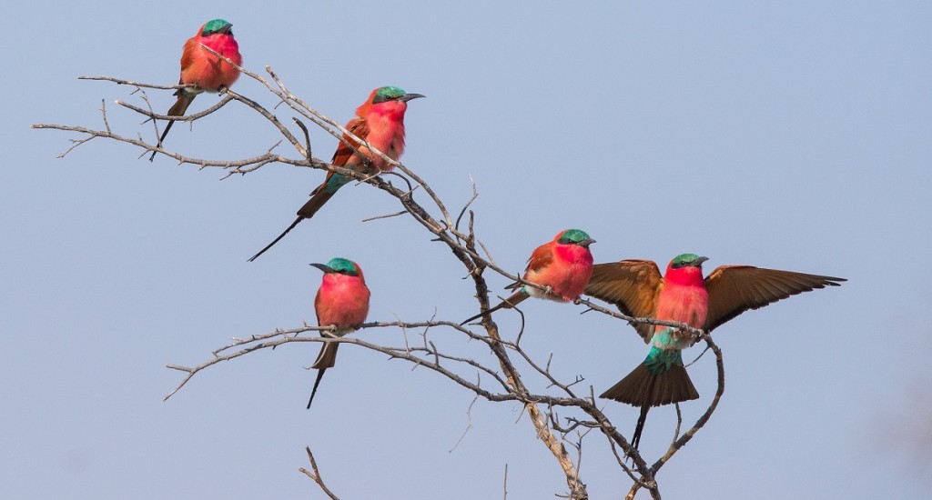 birds-botswana-pixabay