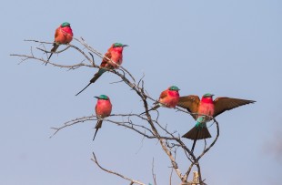 birds-botswana-pixabay