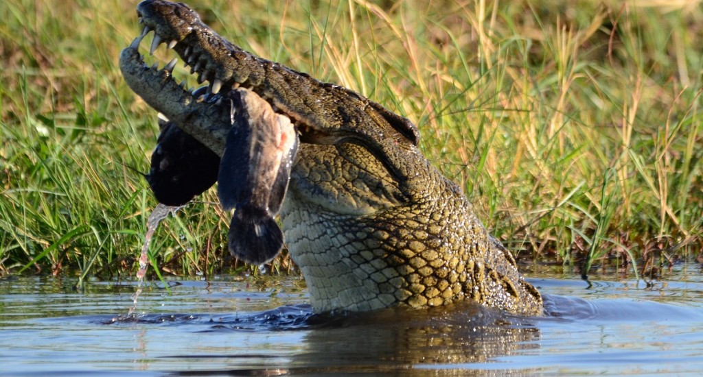 croc-chobe-pixabay