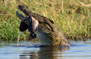 croc-chobe-pixabay