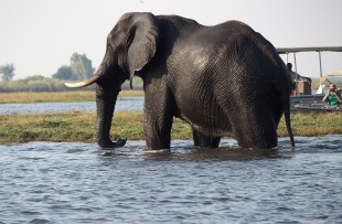 elephant-chobe-pixabay