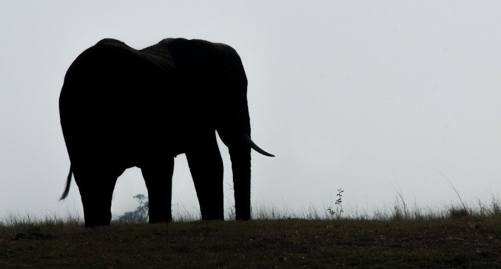 elephant-dusk-pixabay