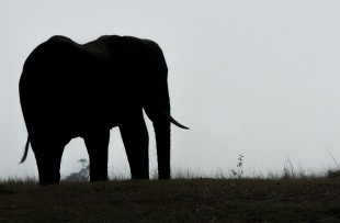 elephant-dusk-pixabay