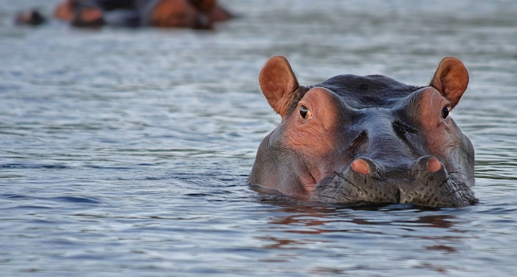 hippo-botswana-pixabay