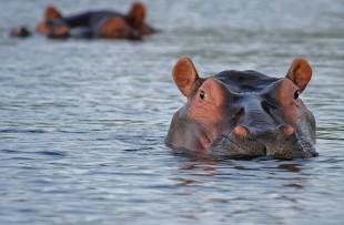 hippo-botswana-pixabay