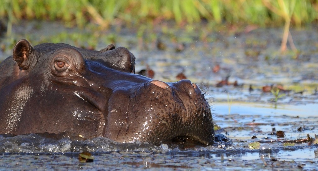 hippopotamus-botswana-pixabay