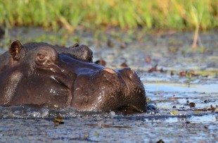 hippopotamus-botswana-pixabay