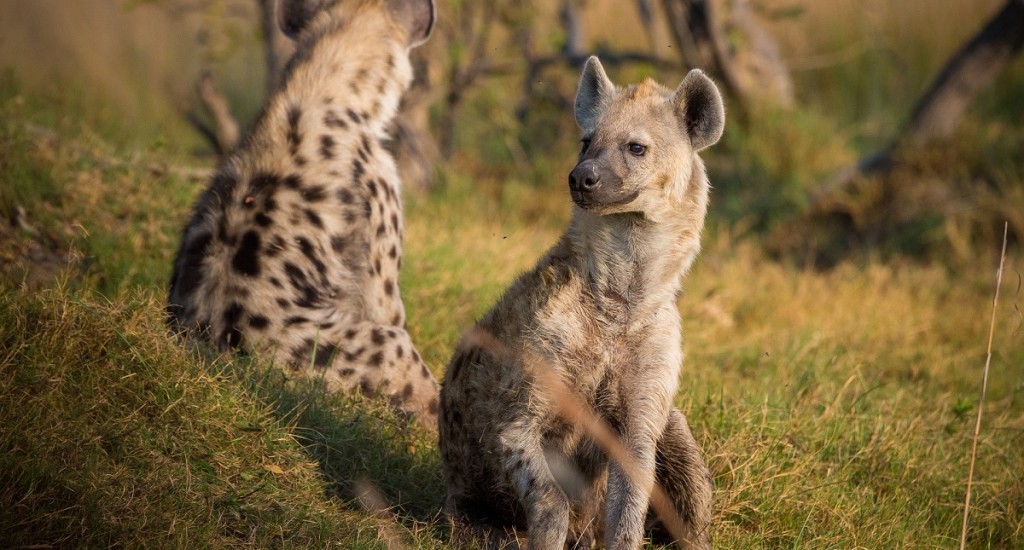 hyena-botswana-pixabay