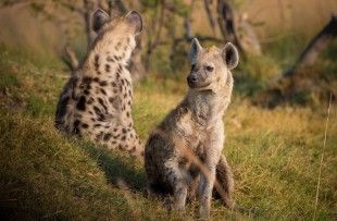 hyena-botswana-pixabay