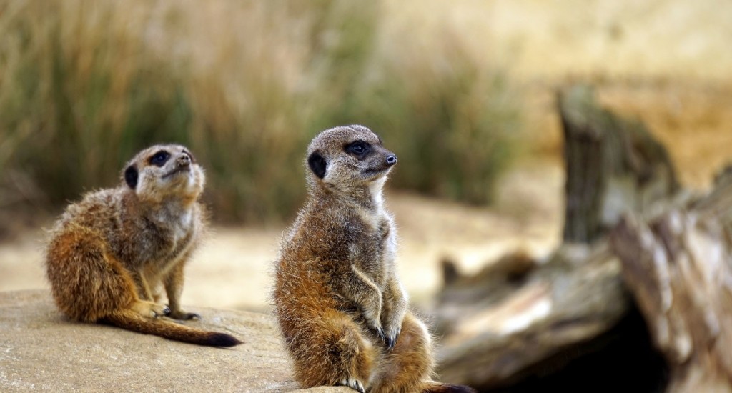 meerkats-pexels