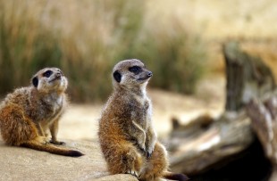 meerkats-pexels